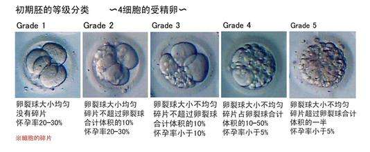 好运健康囊胚vs普通胚胎的各个方面优势对比，一看就知|好运健康试管  胚胎,囊胚,细胞,一般,此时 泰国试管取卵